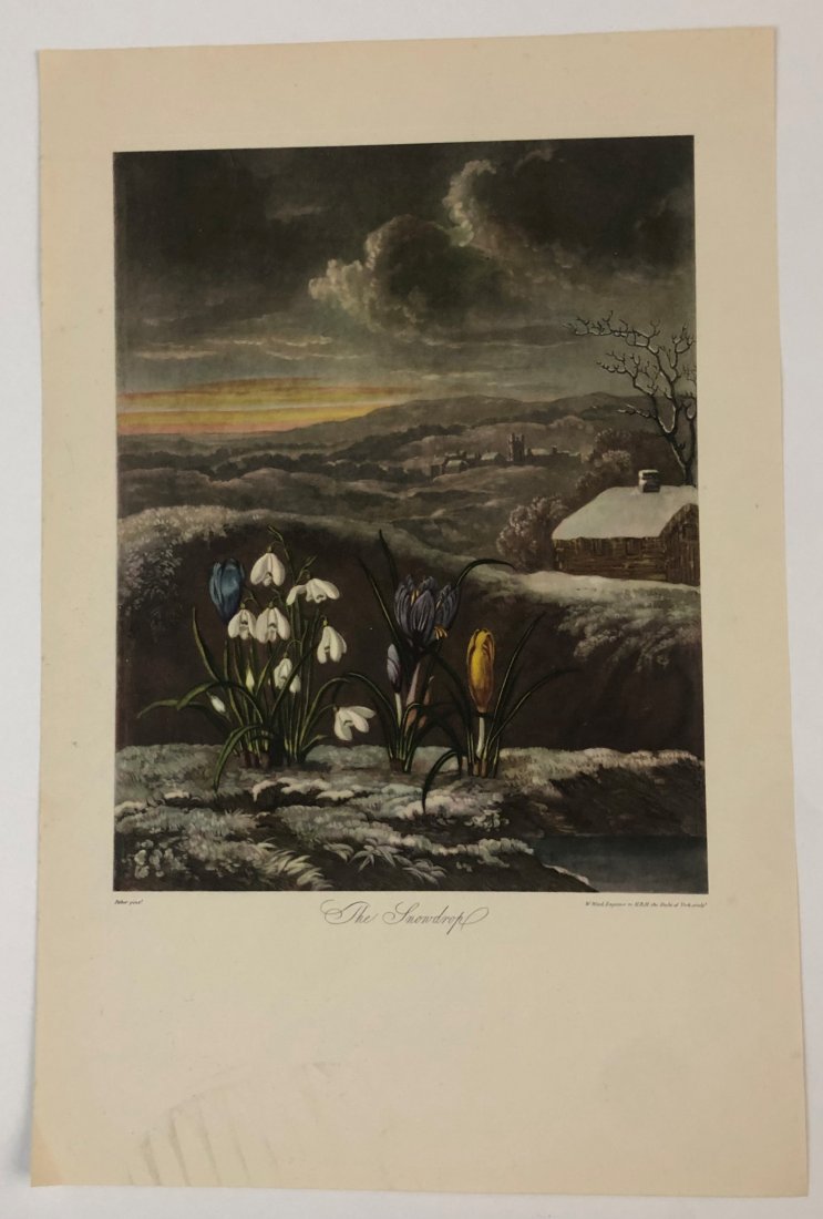 Robert John Thornton - The Snowdrop (1 of 2)