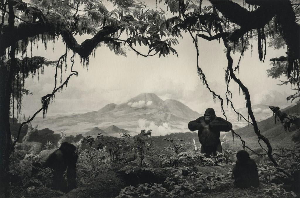 Hiroshi Sugimoto - Gorilla, 1994 (1 of 1)