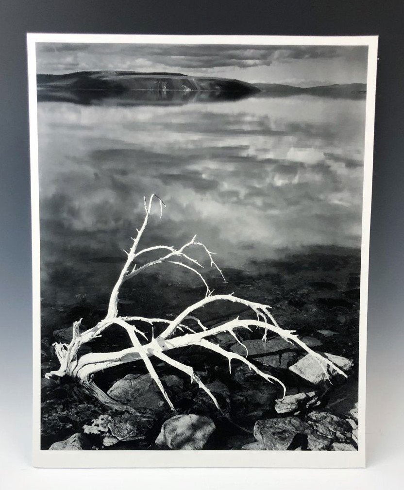 Ansel Adams - White Branches, Mono Lake, CA, 1950 (1 of 3)