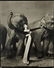 Richard Avedon - Dovima with Elephants, Paris 1955 - 2