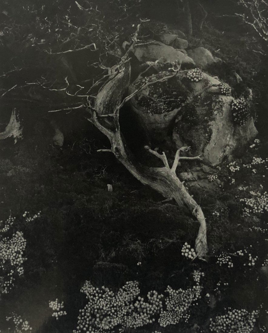 Edward Weston - Cypress Rock, 1930 (Silver Gelatin) (1 of 1)