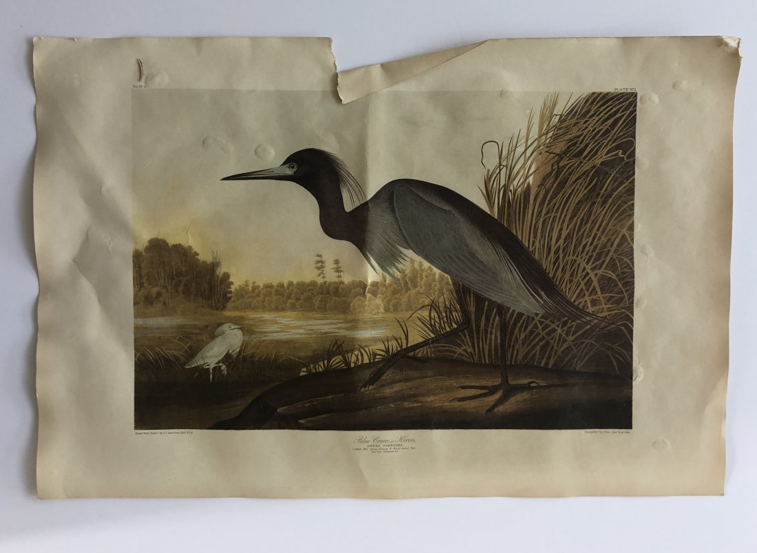 John James Audubon - Blue Crane or Heron (1 of 3)