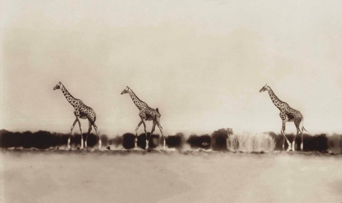 Peter Beard - Giraffes on the Taru Desert, Kenya, 1960 (1 of 1)