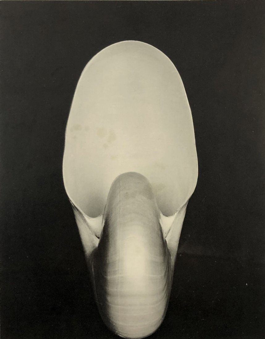 Edward Weston - Nautilus, 1927 (1 of 1)