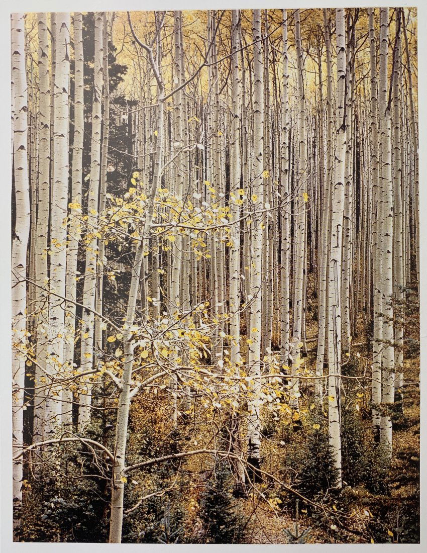 Eliot Porter - Aspens, Autumn, New Mexico, 1949: ELIOT PORTER (1901-1990) Aspens, Autumn, New Mexico, 1949 Photo-litho 7" x 5"