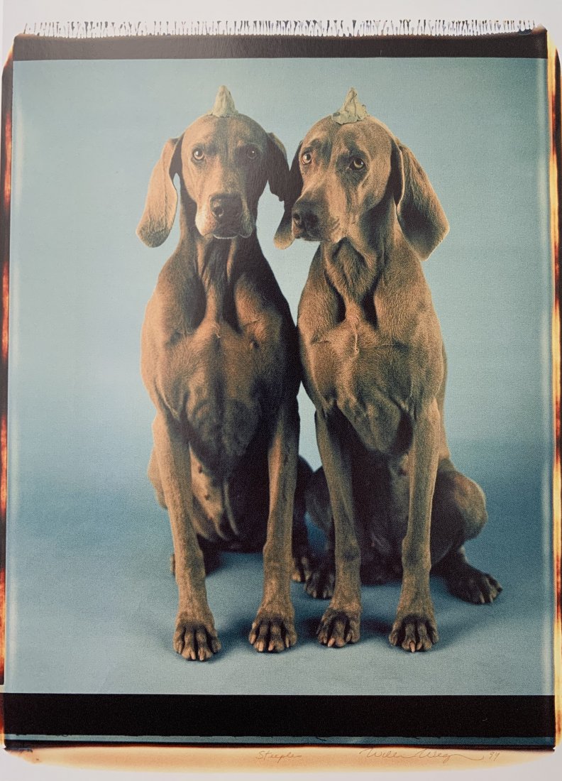 William Wegman - Related (Models: Fay and Batty), 1994 (1 of 1)