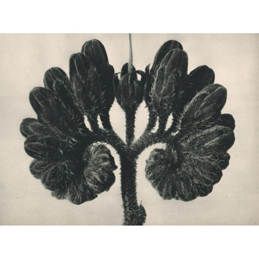 Karl Blossfeldt - Symphytum officinale: KARL BLOSSFELDT (1865-1932) Symphytum officinale Sheet-fed gravure 10" x 7 1/2"