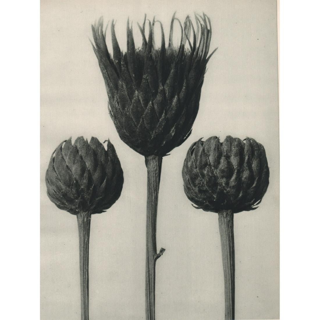 Karl Blossfeldt - Serratula nudicaulis: KARL BLOSSFELDT (1865-1932) Serratula nudicaulis Sheet-fed gravure 10" x 7 1/2"