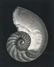 Edward Weston - Nautilus, 1927