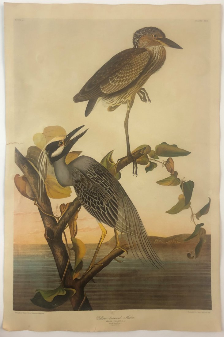John James Audubon - Yellow-Crowned Heron (1 of 1)