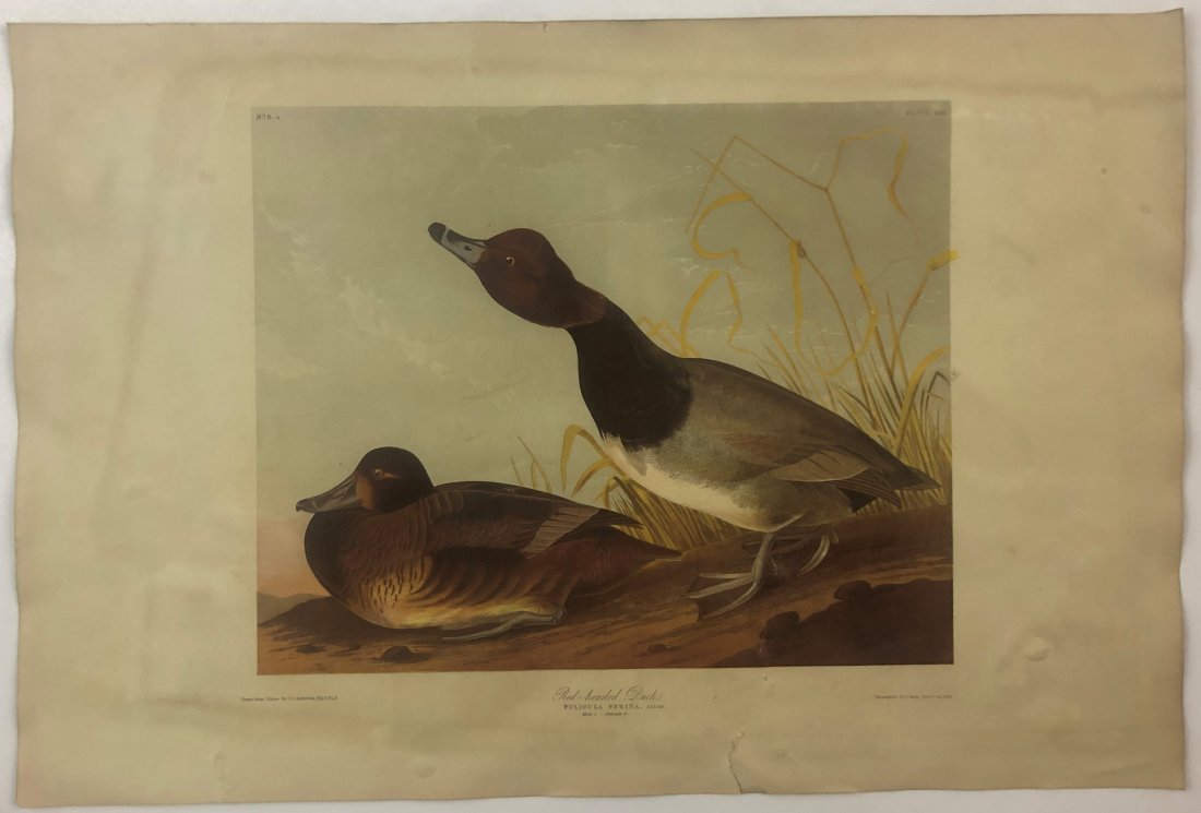 John James Audubon - Red Headed Duck (1 of 1)