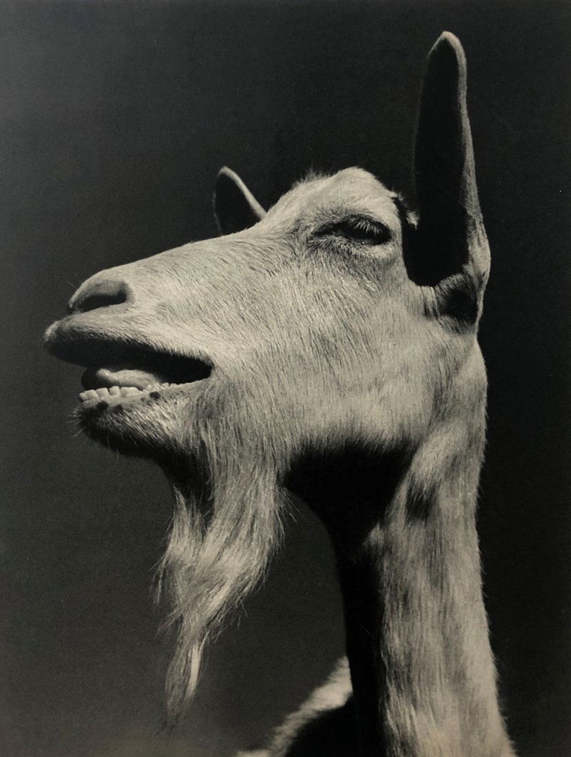 Ylla - Goat, 1940 (1 of 1)