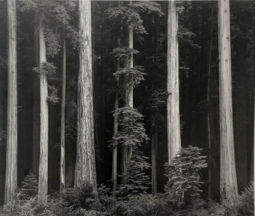 Ansel Adams - Northern CA Coast Redwoods (Hand Signed) (1 of 1)