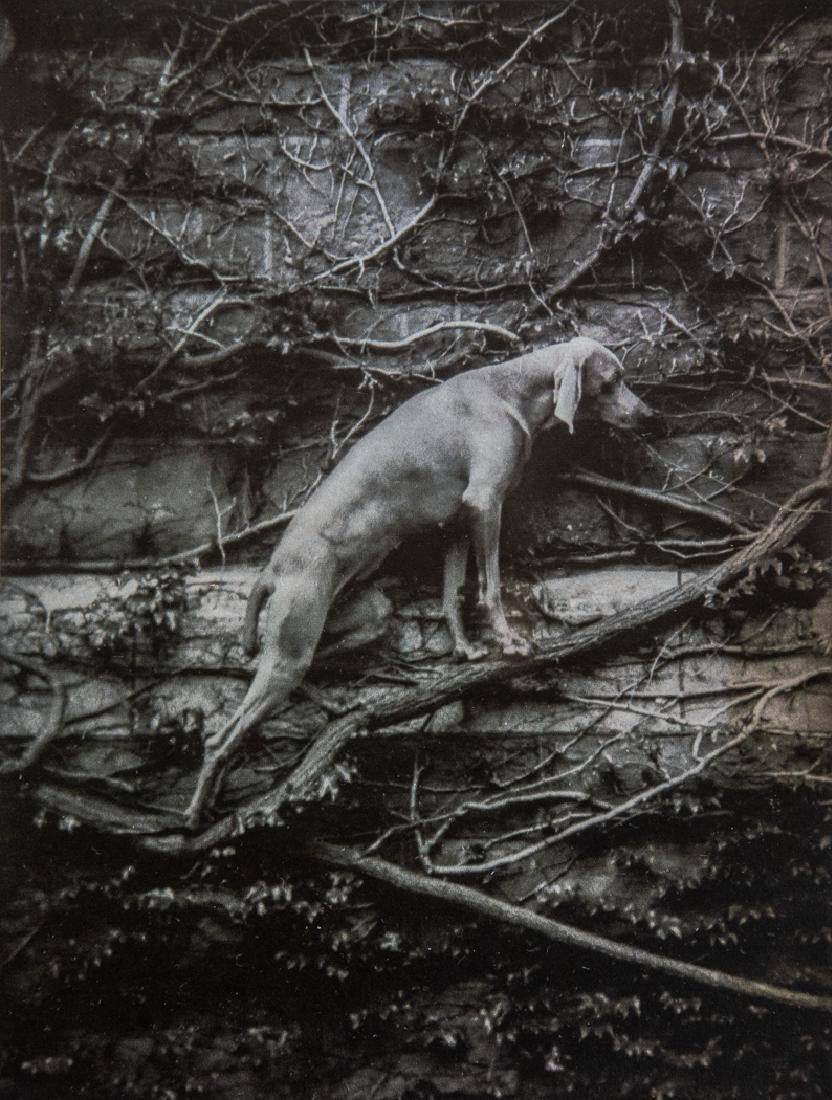 William Wegman - Relief, 1993 (1 of 1)