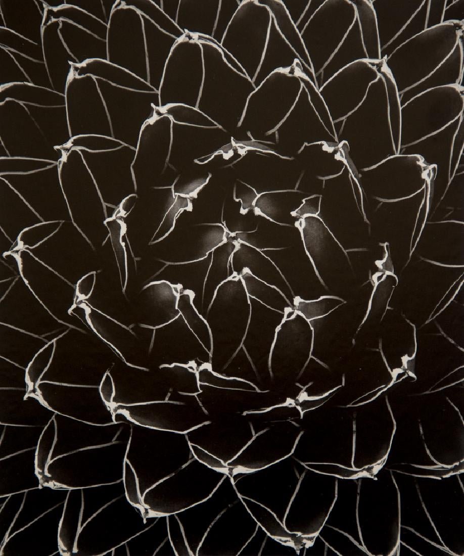 Don Worth - Succulent: Agave victoriae-reginae, Mexico: DON WORTH (1924-2009) Succulent: Agave victoriae-reginae, Mexico Photo-litho 6 1/2" x 7 3/4"