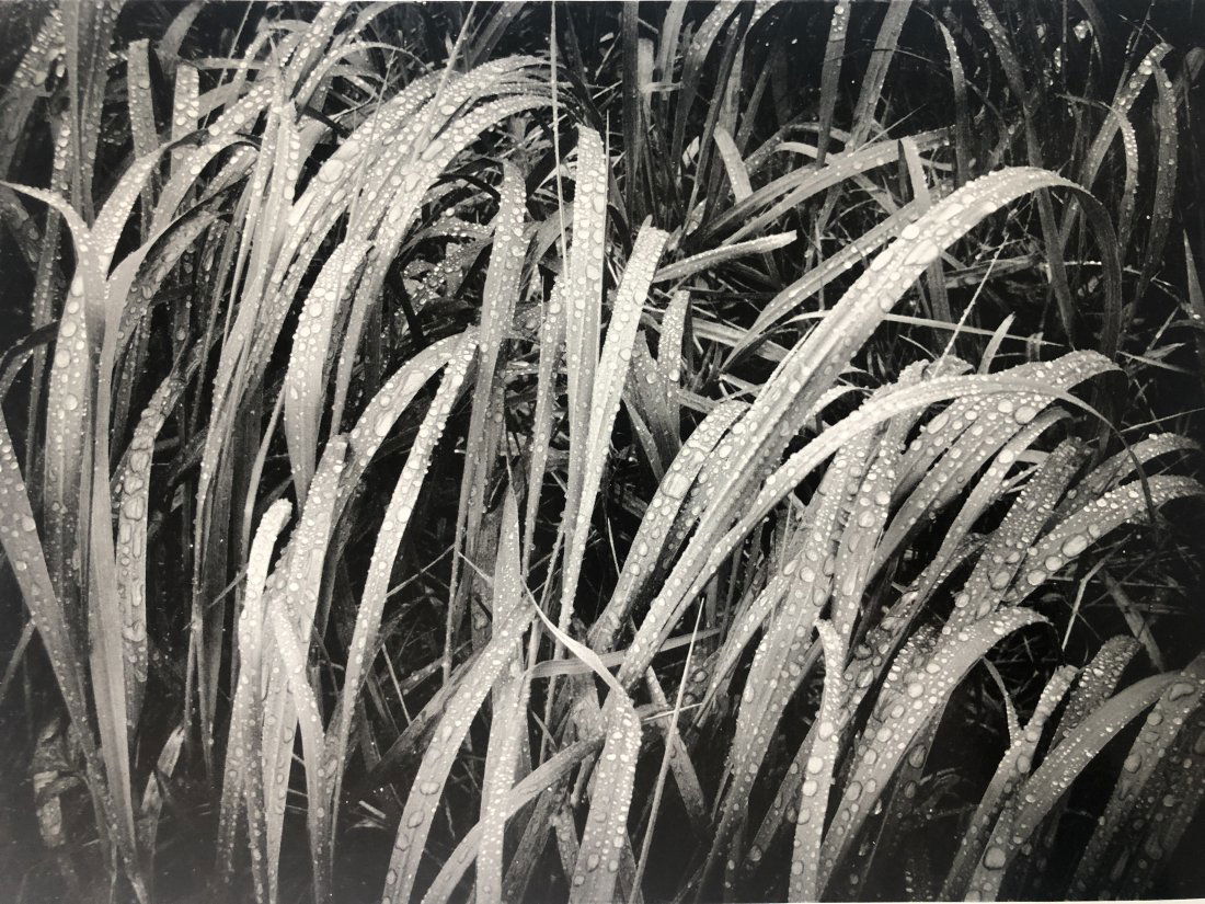 Ansel Adams - Grass in Rain, Alaska (1 of 1)