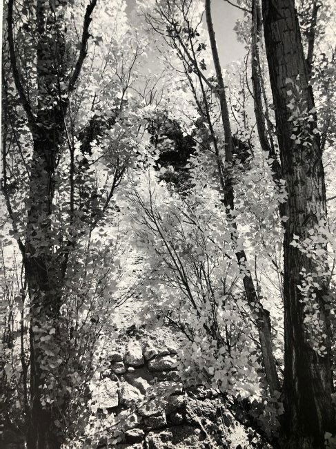 Ansel Adams - Poplars, California c.1937 (1 of 1)