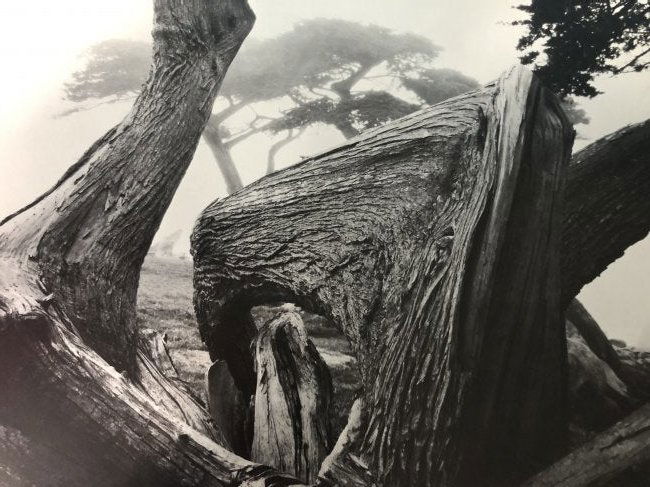 Ansel Adams - Pebble Beach, California 1967 (1 of 1)