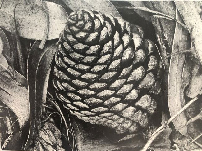 Ansel Adams - Pine Cone, California c.1936 (1 of 1)