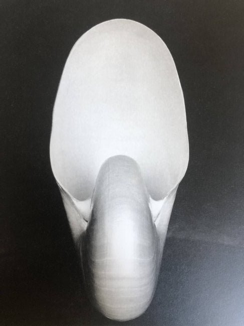 Edward Weston - Shell, 1927 (1 of 1)