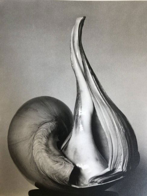 Edward Weston - Shells, 1927 (1 of 1)