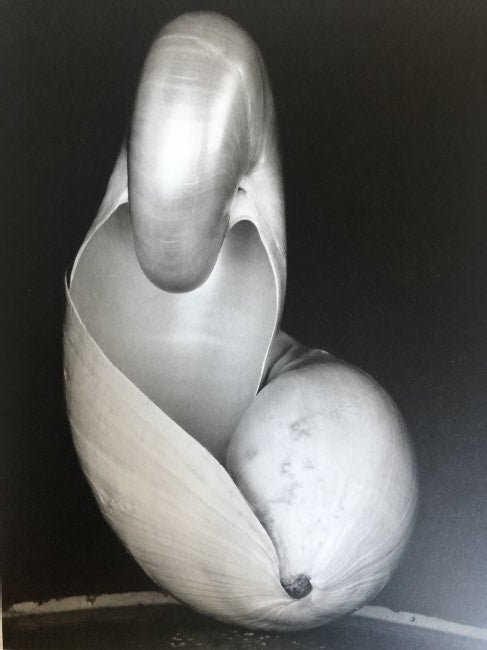 Edward Weston - Shells, 1927 (1 of 1)