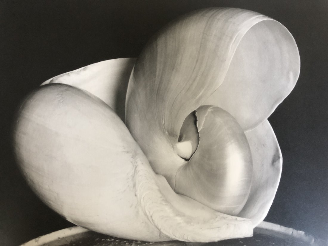 Edward Weston - Shells, 1927 (1 of 1)