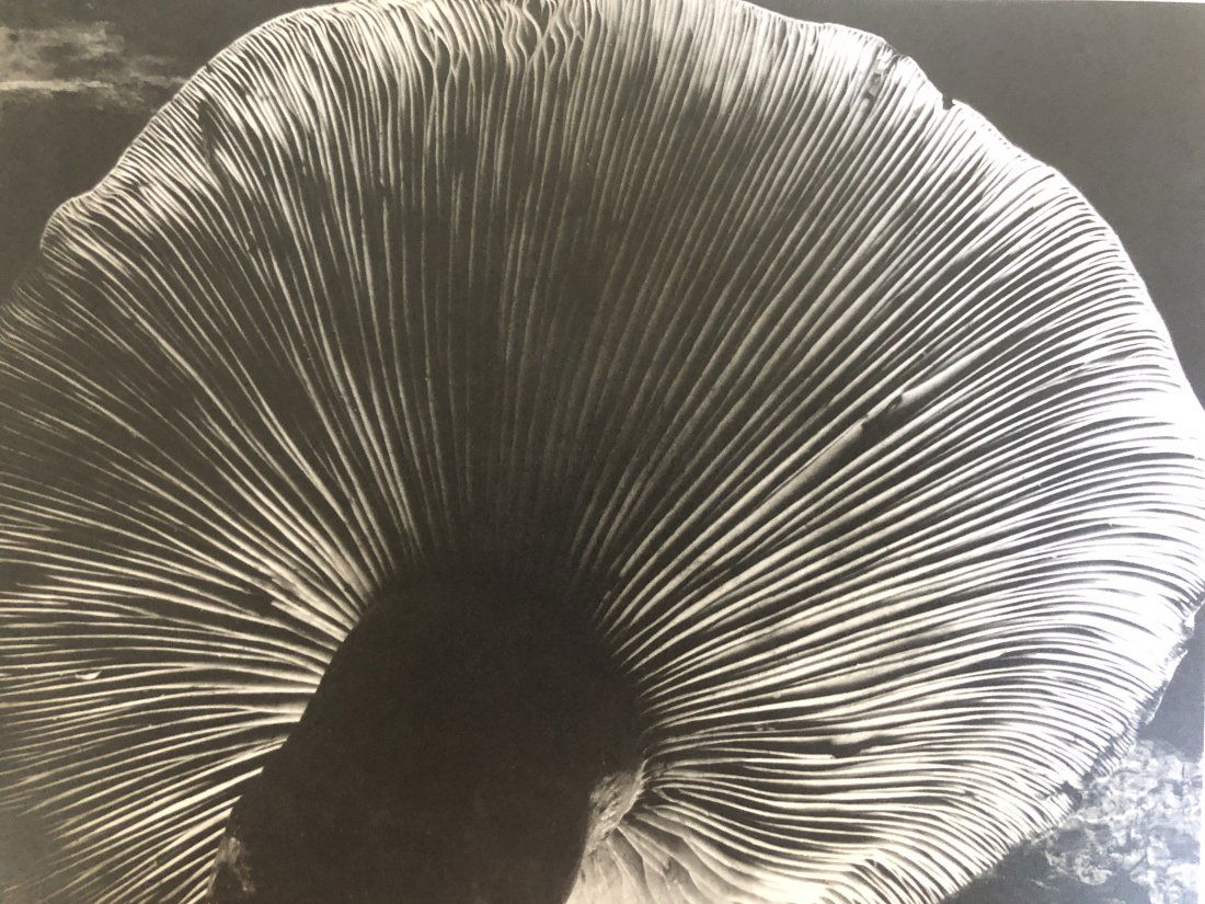 Edward Weston - Toadstool, 1931 (1 of 1)