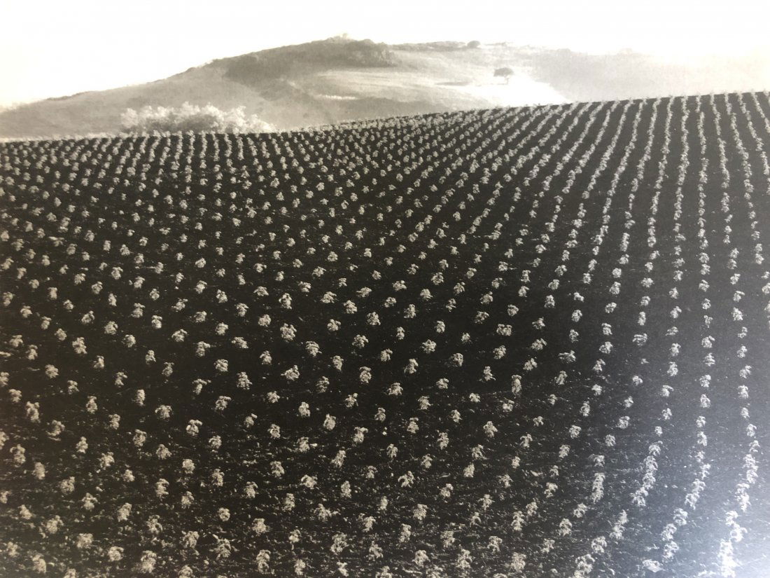 Edward Weston - Tomato Field, Big Sur, 1937 (1 of 1)