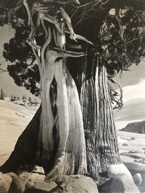 Edward Weston - Juniper, Lake Tenaya, 1937 (1 of 1)