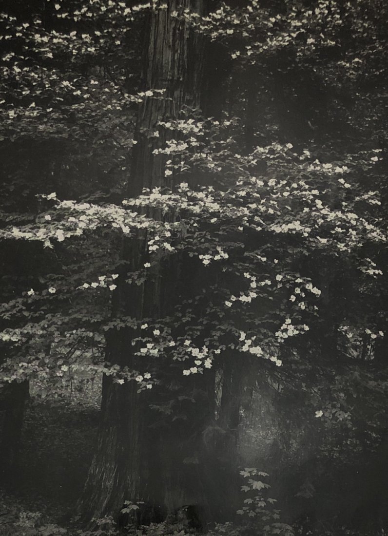 Ansel Adams - Dogwood Blossoms, near Bridalveil Fall: ANSEL ADAMS (B.1902-1984) Dogwood Blossoms, near Bridalveil Fall br> Black and white photo on glossy paper 9 1/2" x 7"