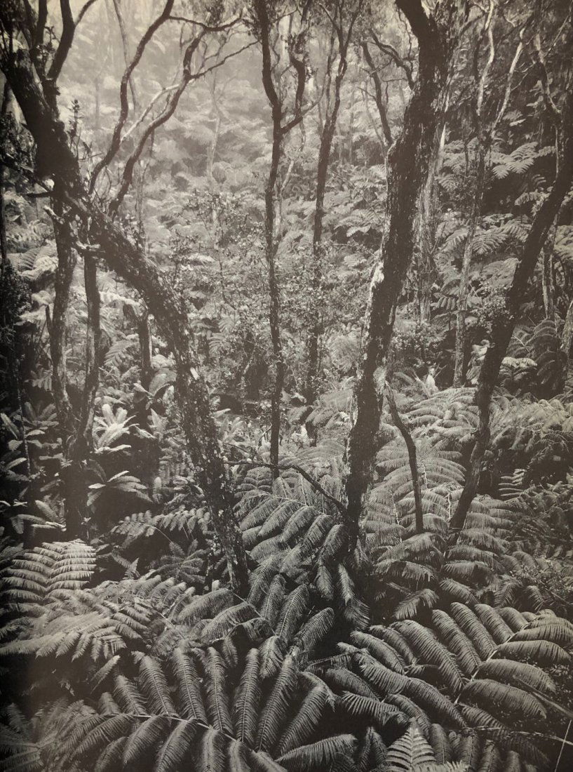 Ansel Adams - Rain forest, Kilauea crater, Hawaii (1 of 1)