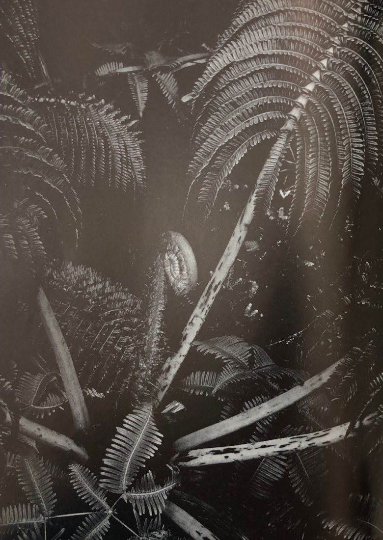 Ansel Adams - Fern in detail, Rain Forest, Kilauea (1 of 1)