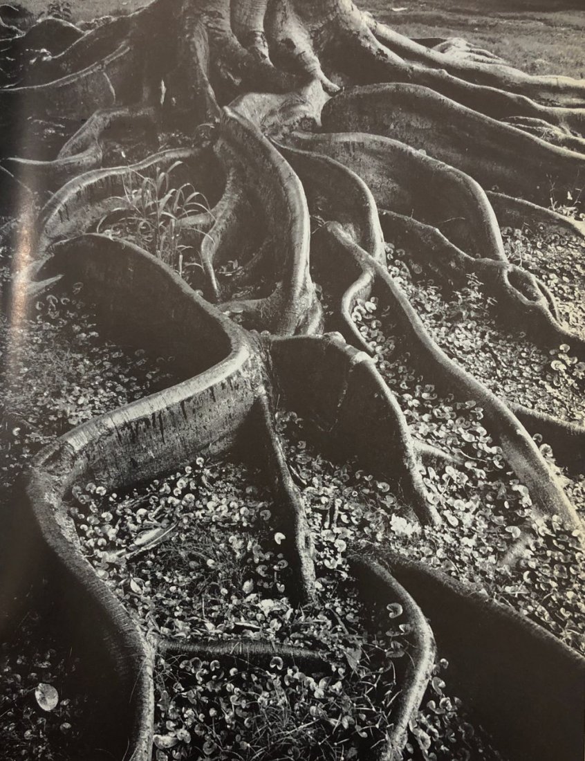 Ansel Adams - Roots of a Banyan tree, Honolulu, Oahu: ANSEL ADAMS (1902-1984) Roots of a Banyan tree, Foster Botanical Garden, Honolulu, Oahu Photo-litho 11" 8 1/2"