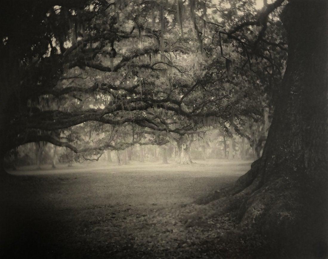 Sally Mann - Deep South, Untitled (Fontainebleau) 1998: SALLY MANN (B.1951) Deep South, Untitled (Fontainebleau) 1998 Photo-litho 8" x 9 3/4"
