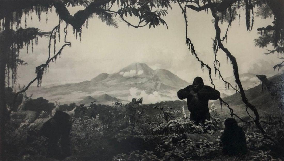 Hiroshi Sugimoto - Gorilla, Photograph: HIROSHI SUGIMOTO (B. 1948) Gorilla Photograph, printed later 7 3/4" x 13 3/4"