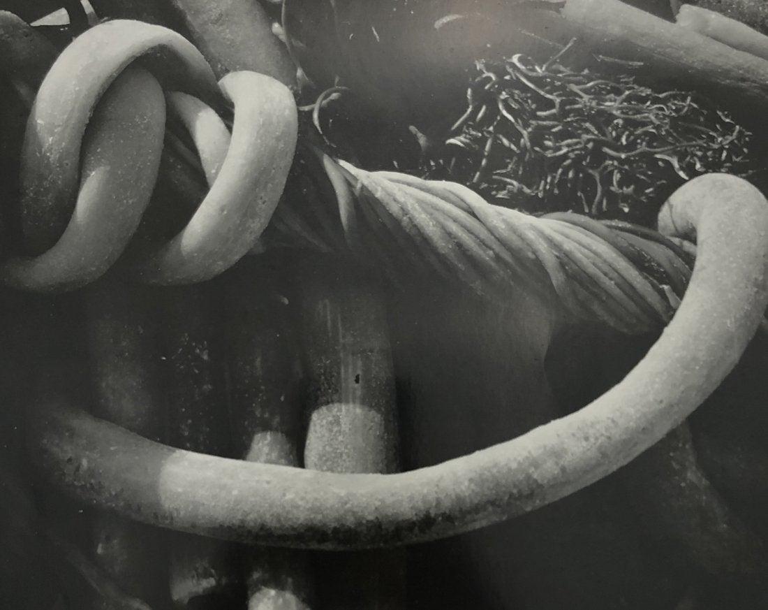 Edward Weston - Kelp, 1930 (1 of 1)