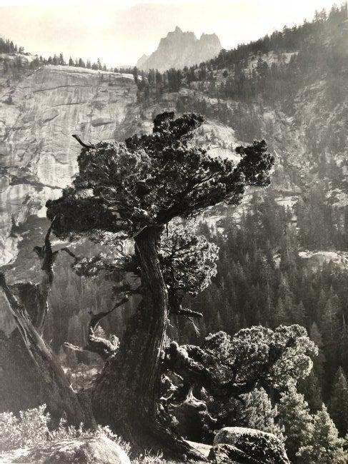 Ansel Adams - Sierra Juniper, California c. 1936 (1 of 1)