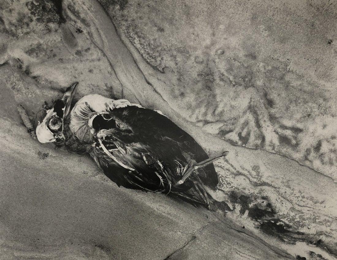 Edward Weston - Sea Fowl and Rock, 1942: EDWARD WESTON (1886-1958) Sea Fowl and Rock, 1942 Black and white photo on glossy paper 7 1/2" x 9 1/2" Printed second half of 20th Century