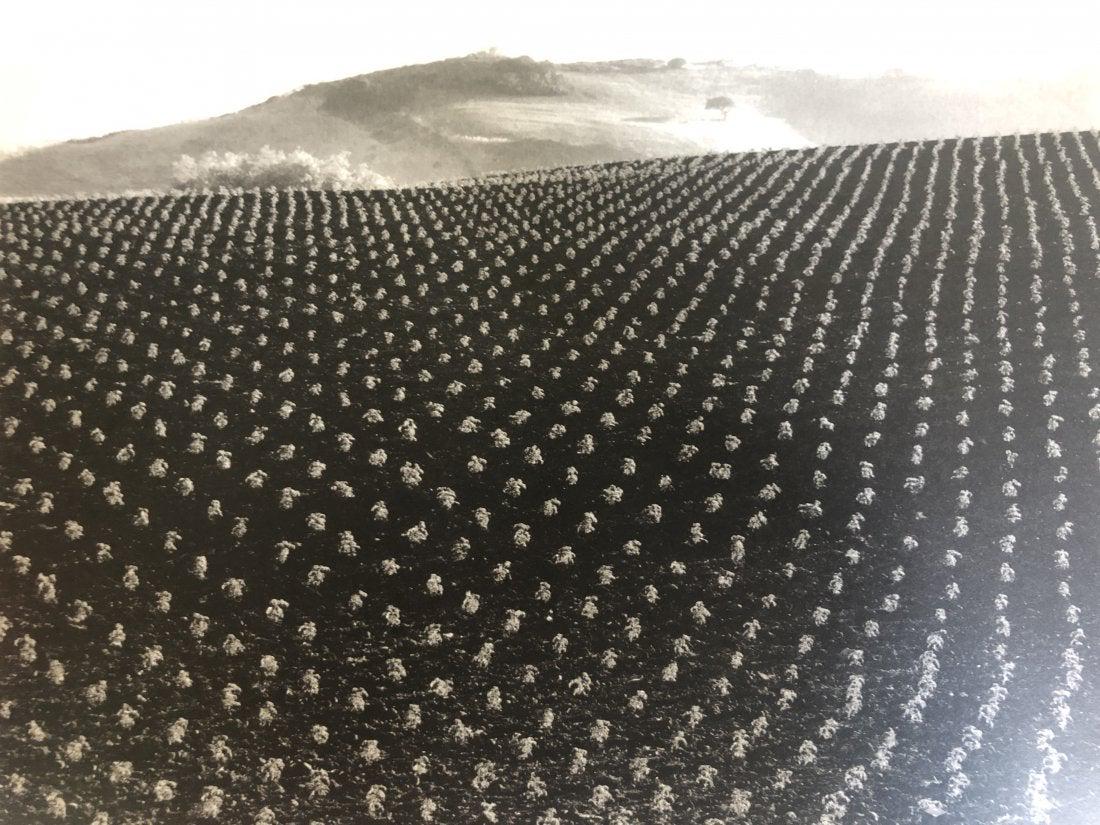 Edward Weston - Tomato Field, Big Sur, 1937 (1 of 1)