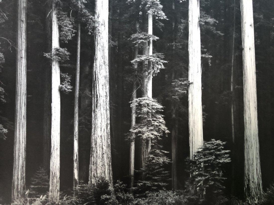 Ansel Adams - Redwoods, Northern California c.1960 (1 of 1)