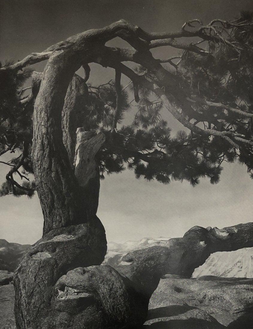 Ansel Adams - Jeffrey Pine on Sentinel Dome (1 of 1)