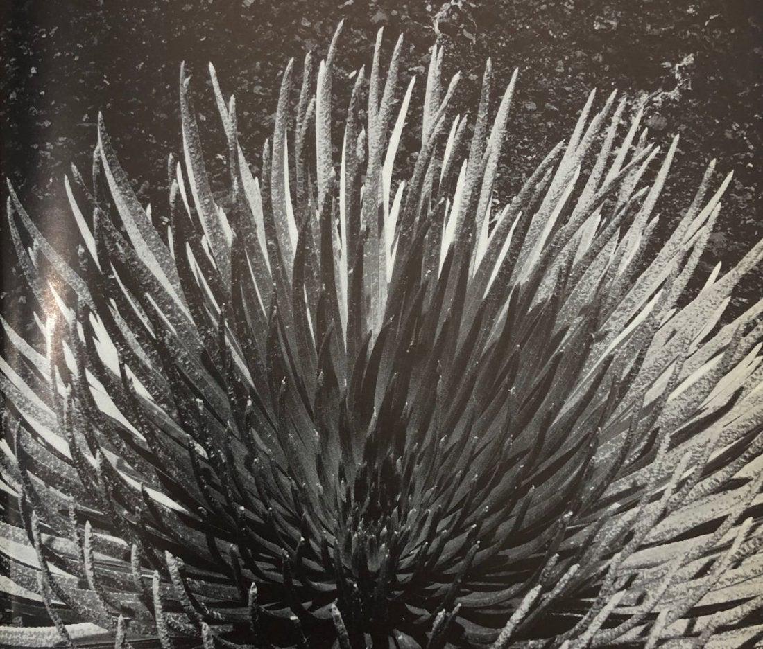 Ansel Adams - Silver Sword plant, Haleakala, Maui (1 of 1)