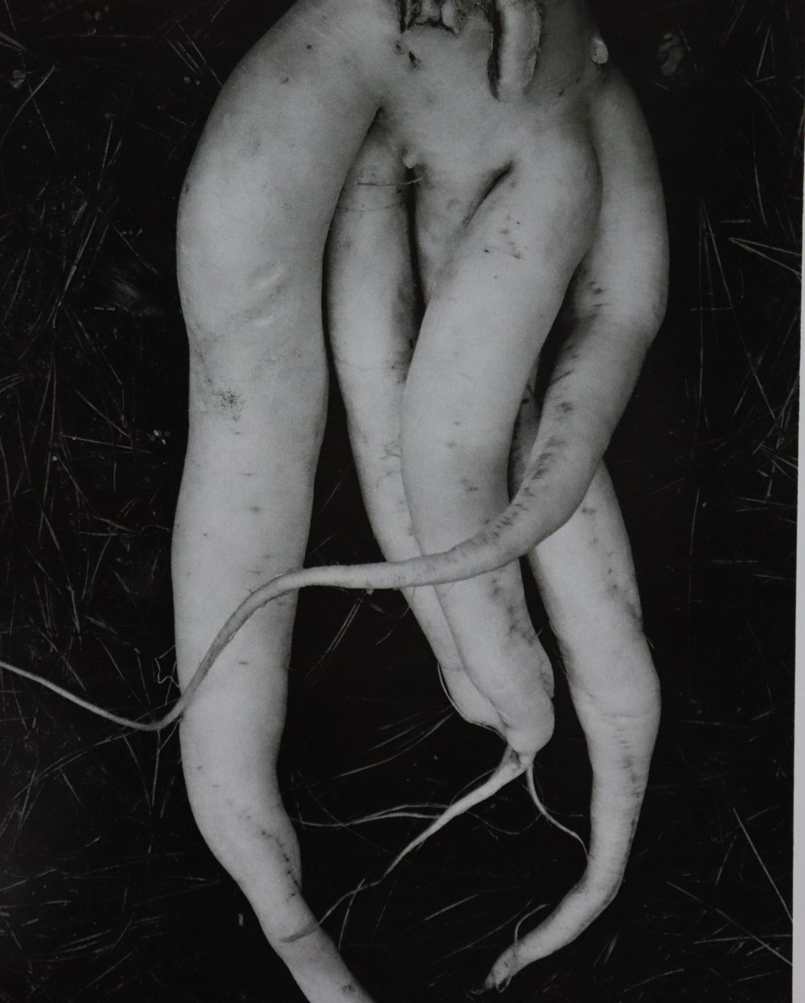 Edward Weston - Photo-Litho, 20th c. (1 of 1)