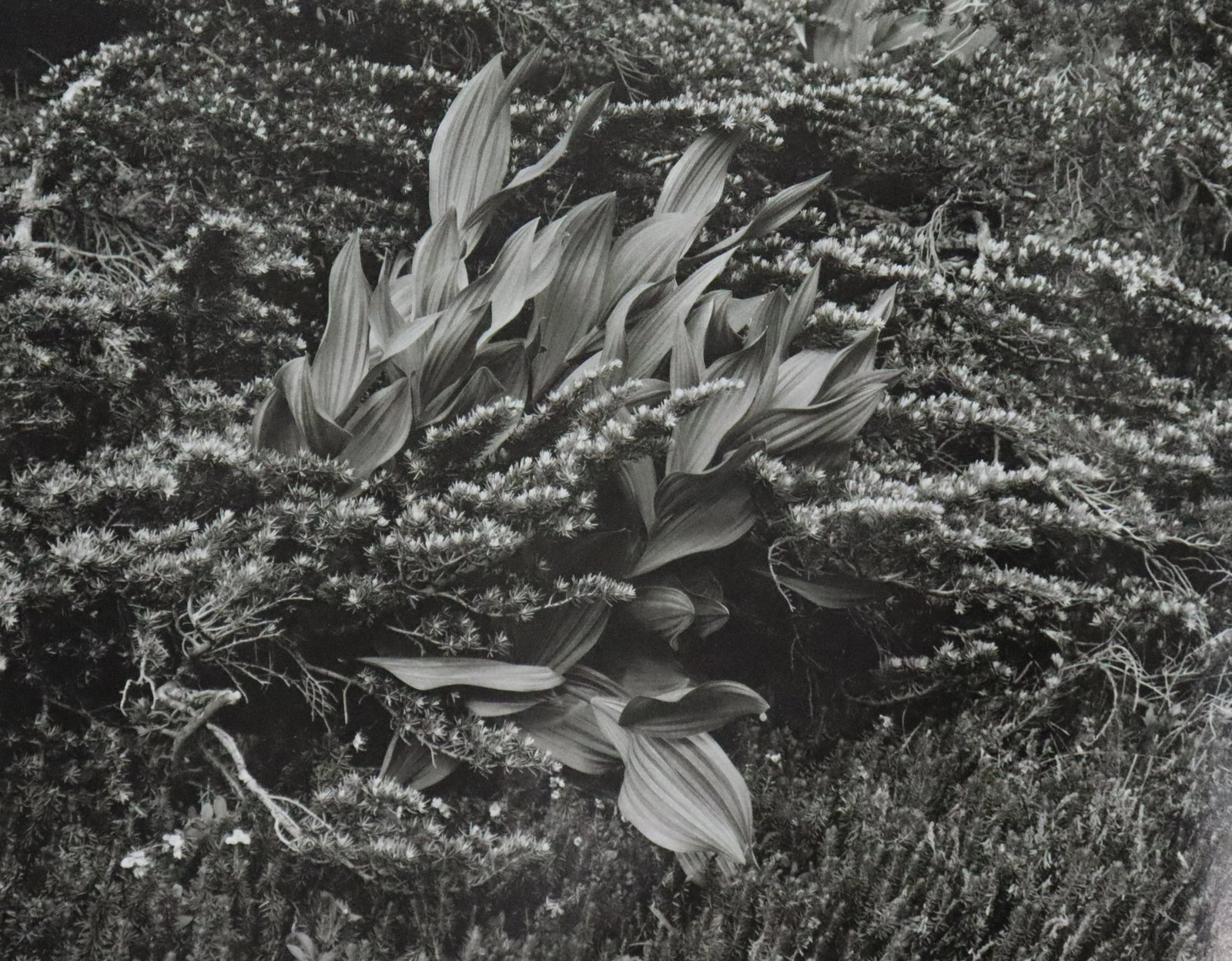 Edward Weston - Photo-Litho, 20th c.: EDWARD WESTON (B.1886-1958) Photo-Litho 9 1/2" x 7 1/2" Printed circra third quarter of 20th Century