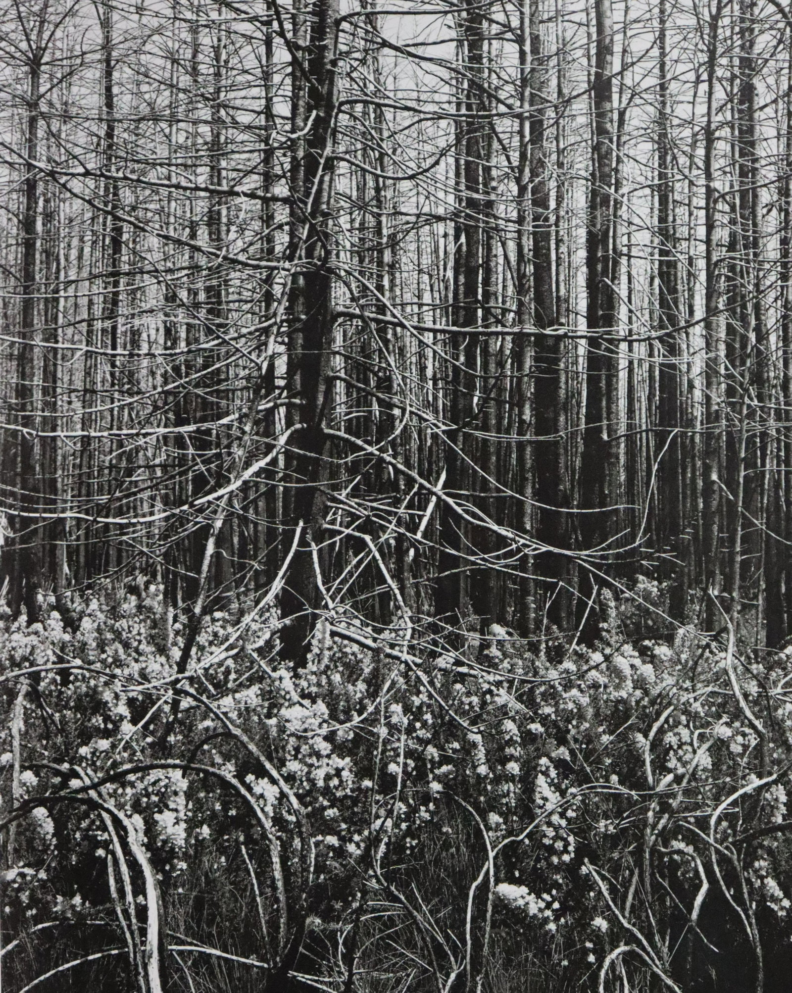 Edward Weston - Photo-Litho, 20th c.: EDWARD WESTON (B.1886-1958) Photo-Litho 7 1/2" x 9 1/2" Printed circra third quarter of 20th Century