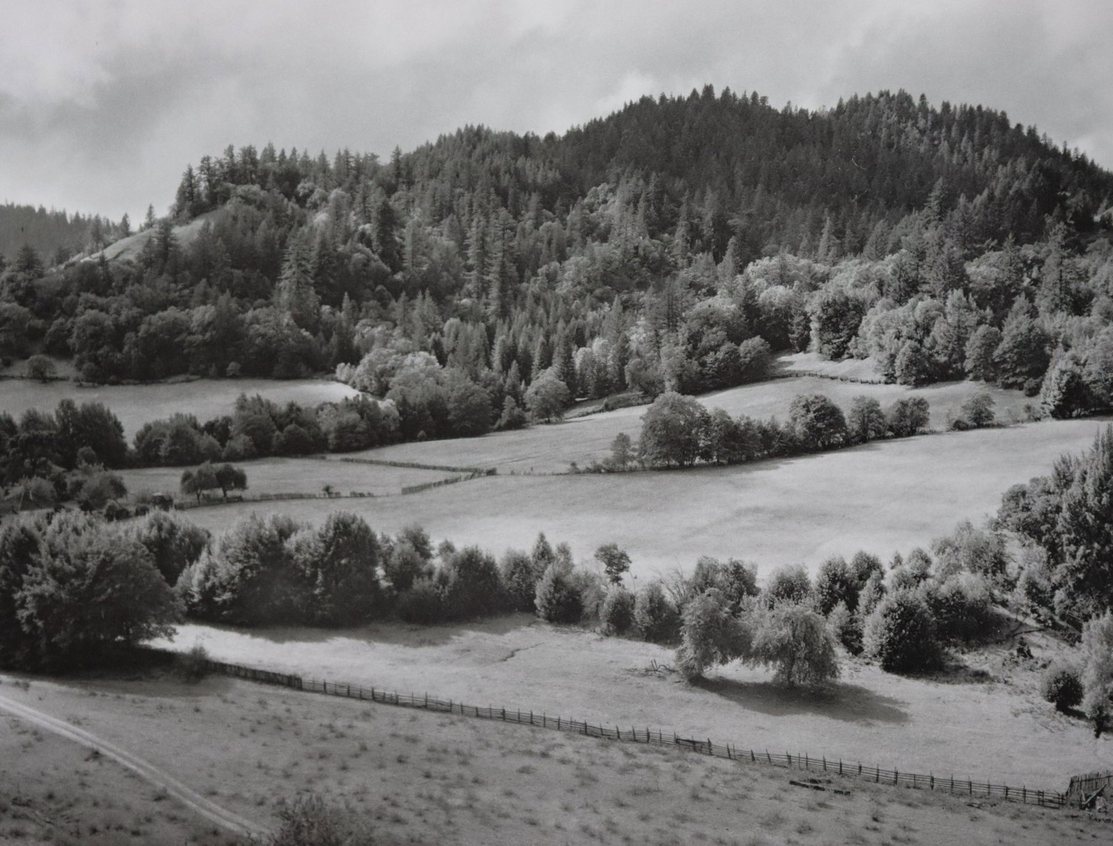 Edward Weston - Photo-Litho, 20th c.: EDWARD WESTON (B.1886-1958) Photo-Litho 7 1/2" x 9 1/2" Printed circra third quarter of 20th Century