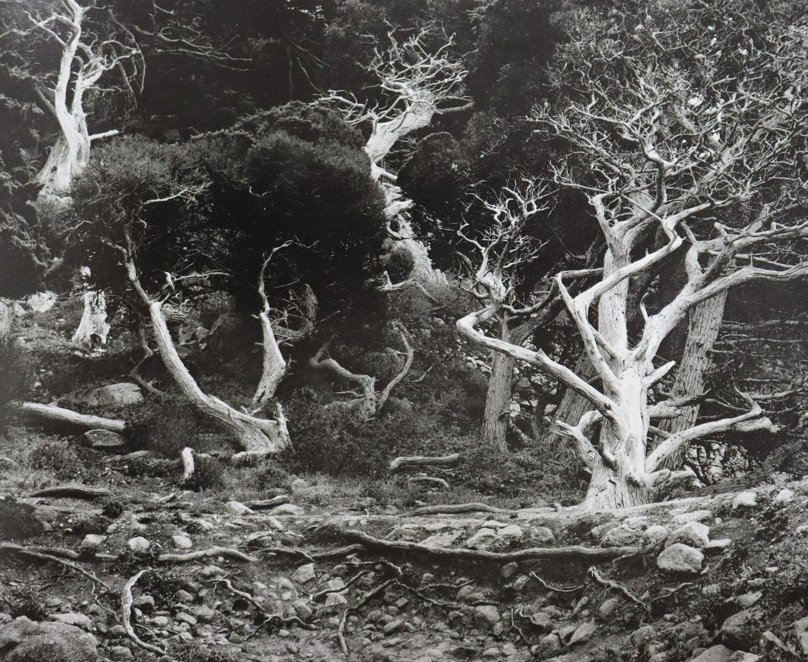 Edward Weston - Photo-Litho, 20th c. (1 of 1)