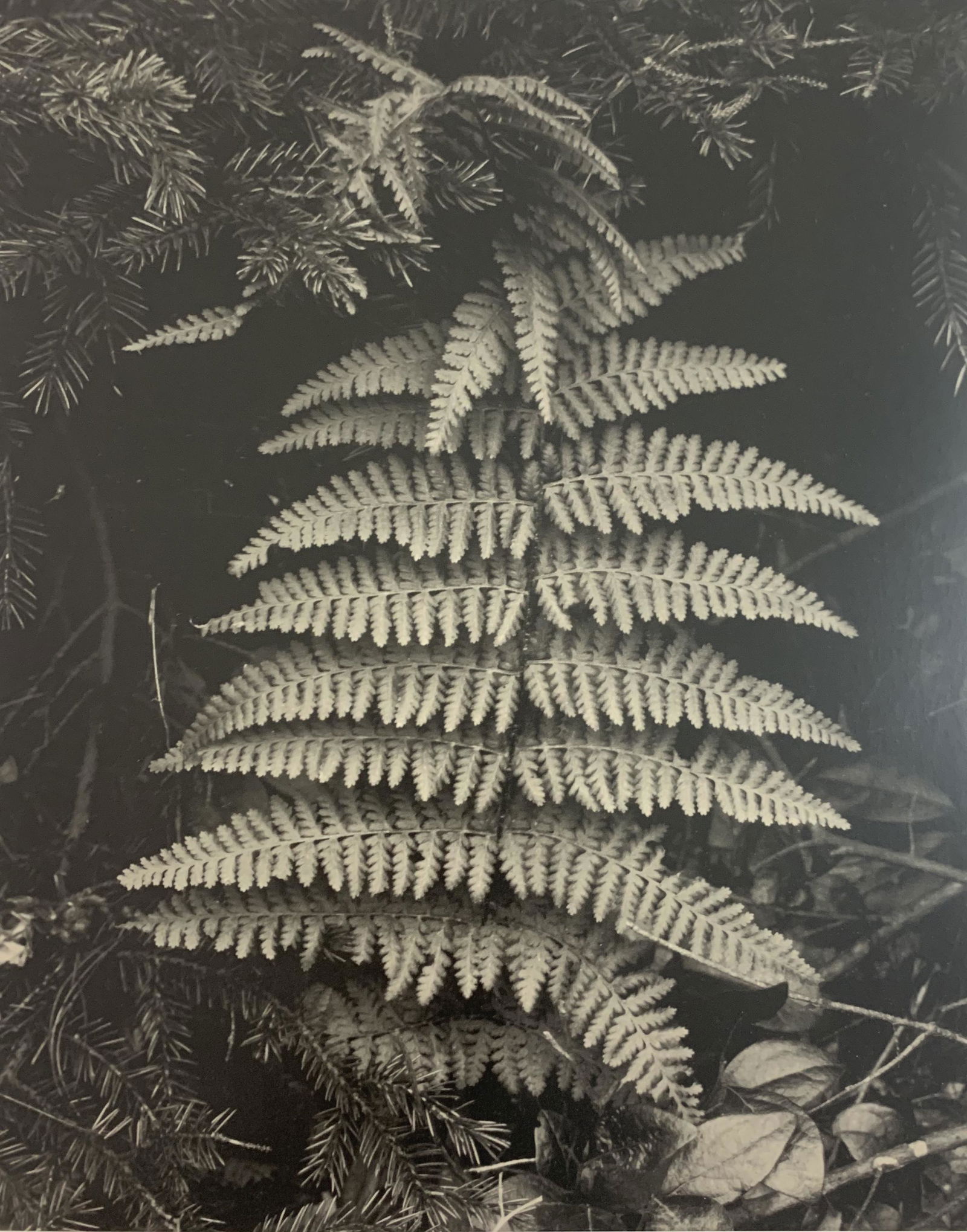 Paul Strand - Photo-Litho, C. 20th Century (1 of 1)