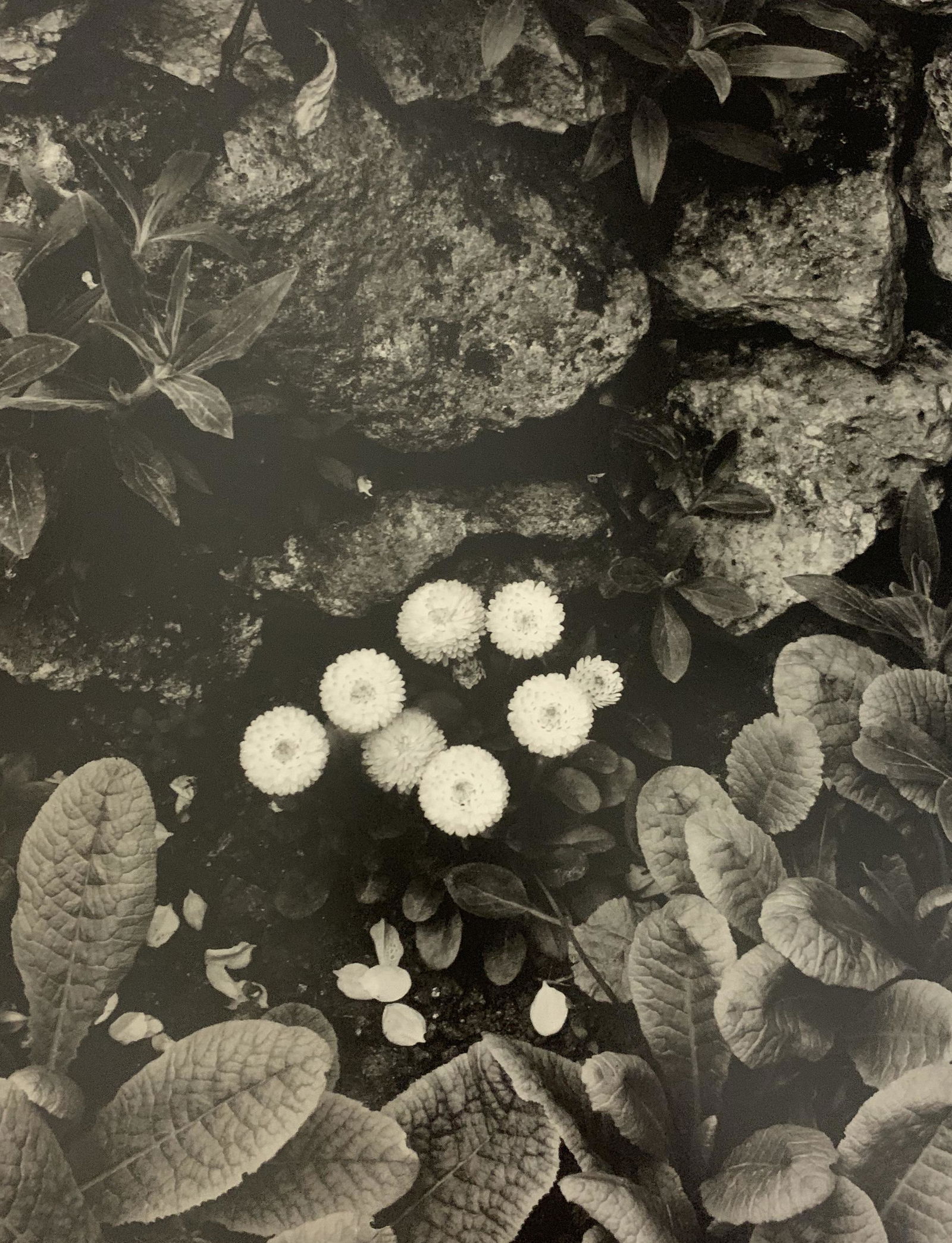 Paul Strand - Photo-Litho, C. 20th Century: PAUL STRAND - (1890-1976) Printed later 20th Century Photo-litho 9 1/2" x 7 1/2"